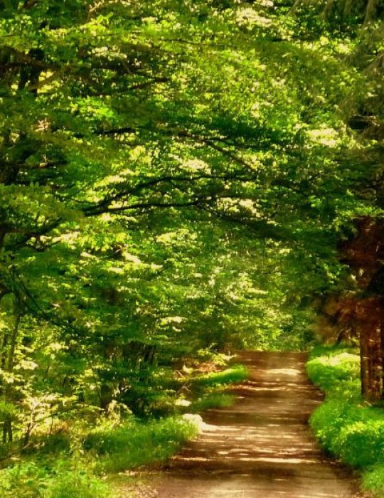 Foret-01-768×576 Foret-01-768x576