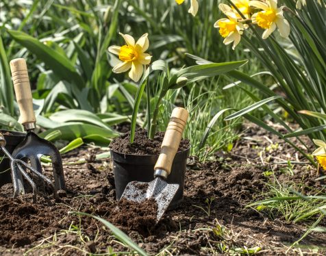 Planting flowers in the garden, garden tools, flowers Planting yellow flowers daffodils in the garden, garden tools, flowers. Earth day
