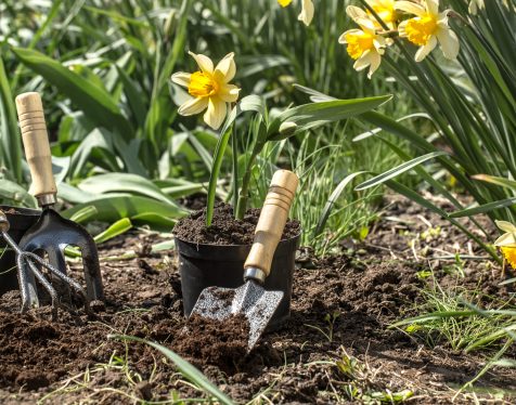 Planting yellow flowers daffodils in the garden, garden tools, flowers. Earth day