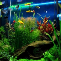 Aquaclub 88